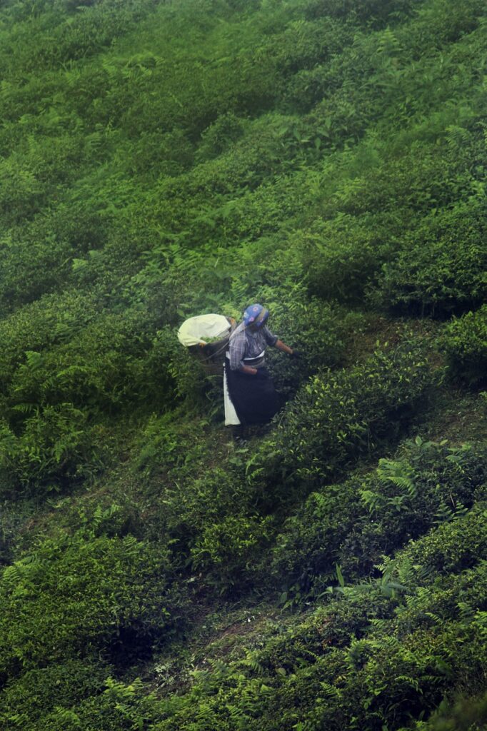 tea garden, tea, garden, sage, plant, mint, green, easter, nature, india, green tea