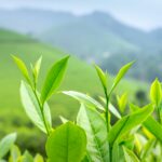 Close-up of vibrant green tea leaves in a sunlit plantation, showcasing freshness and growth.