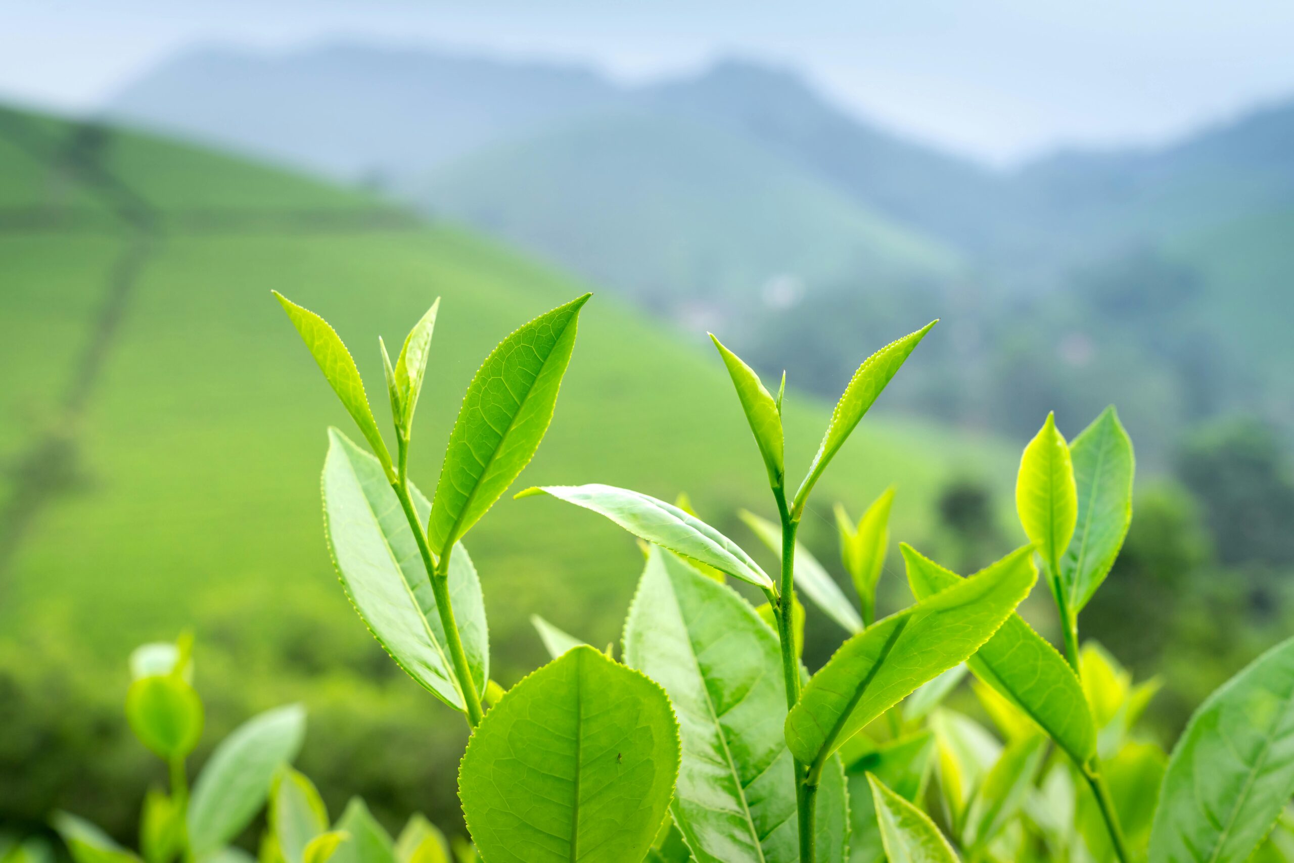 Close-up of vibrant green tea leaves in a sunlit plantation, showcasing freshness and growth.